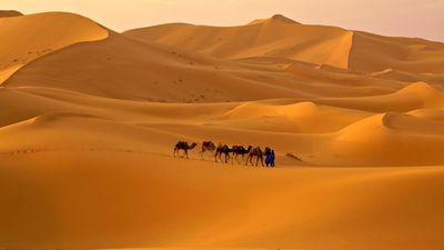 Sahara.
Артикул: 6061-хх.
Винил горячего тиснения на флизелиновой основе.
Размер: 1,06 х 10,05м.