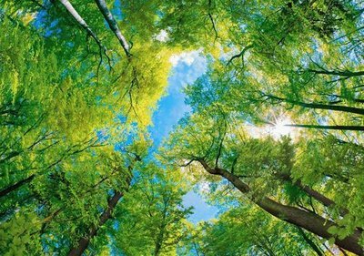 Лесная карусель. Фотообои на потолок, небо. Размер: 291х204см.