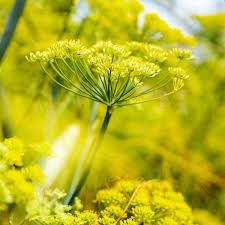 Fennel.     Артикул: 7310-хх.     Винил горячего тиснения на флизелиновой основе.     Размер: 1,06 х 10,05м.