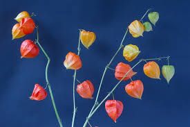 Physalis.     Артикул: 7307-хх, 7308-хх.     Винил горячего тиснения на флизелиновой основе.     Размер: 1,06 х 10,05м.
