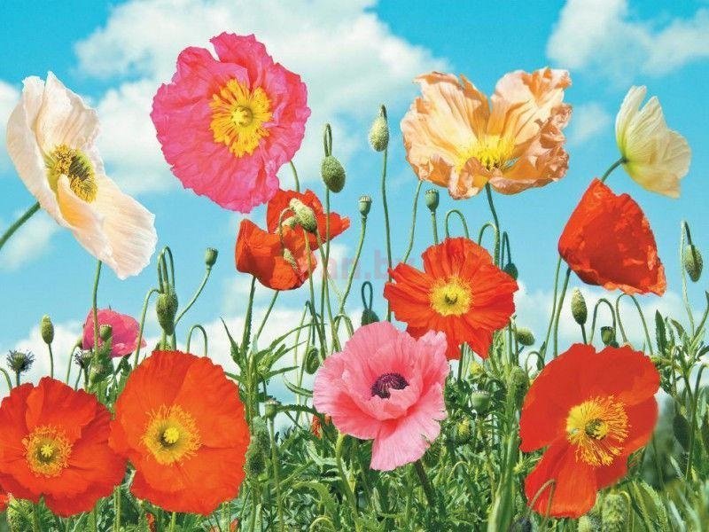Фотообои Престиж №9. 8 листов. Размер:272х196 см