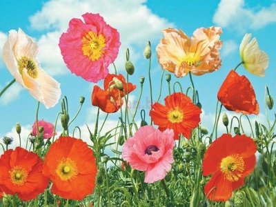 Фотообои Престиж №9. 8 листов. Размер:272х196 см