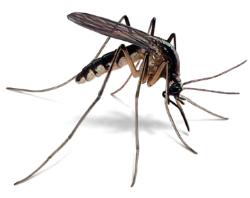 Mosquito Control Program - Call 716-692-4433 for Quote