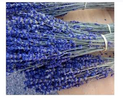 Lavender Bunches
