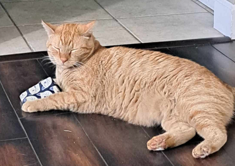 Catnip Bag