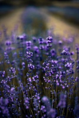 Zodiac Oils — Your Cosmic Scent Blueprint
