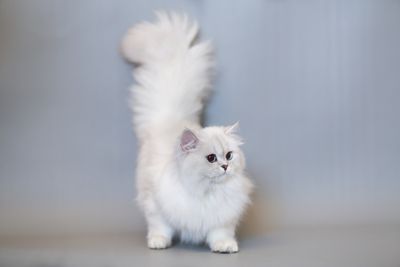 short legged Napoleon