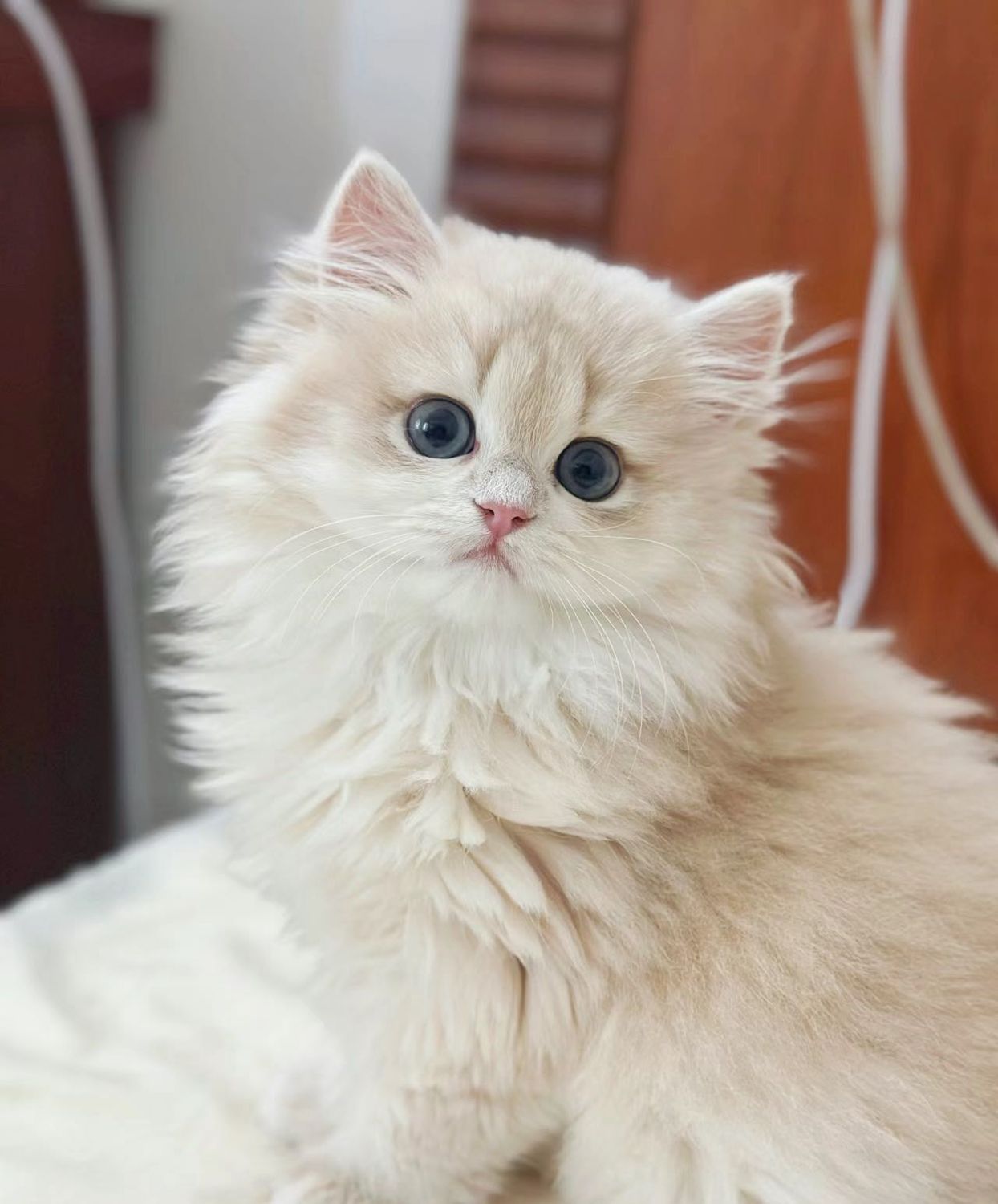 Golden or silver British Longhair