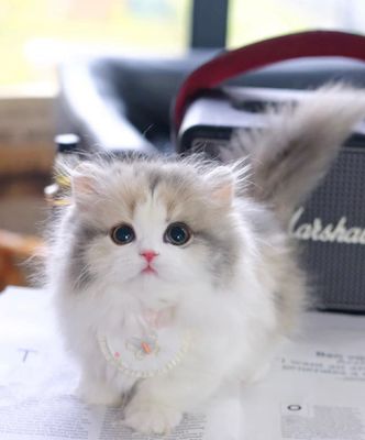 Rare three colors longhair shorthair cat