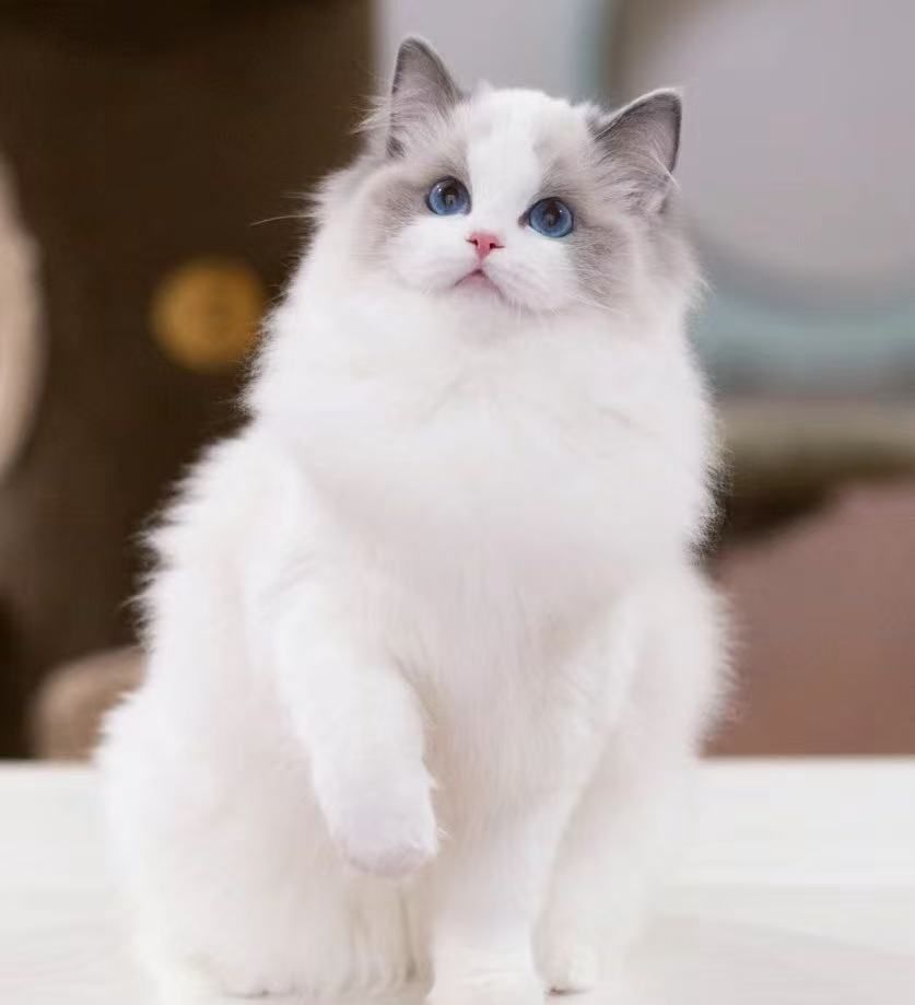 Ragdoll