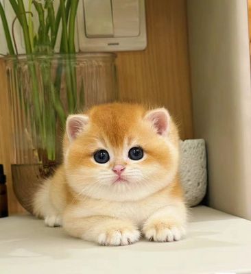 Golden or silver British Shorthair