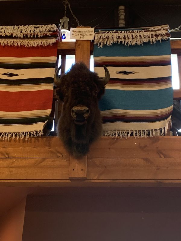Animal Head Mounts