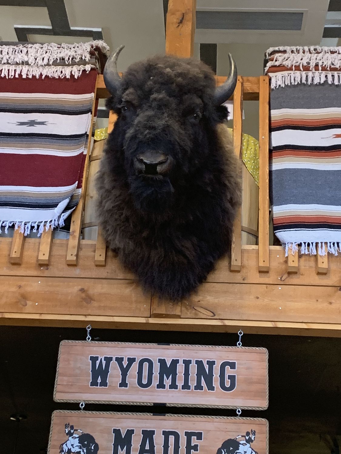 Animal Head Mount, Type: Large Buffalo