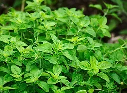 Oregano White Balsamic