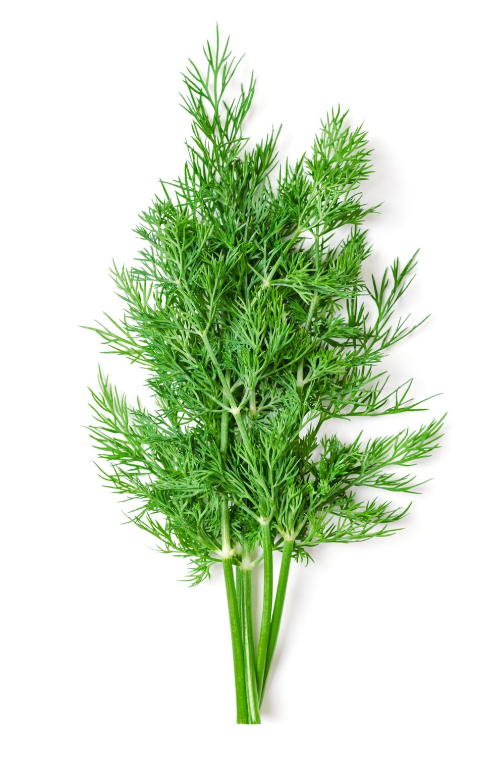 Wild Fernleaf Dill Infused Olive Oil