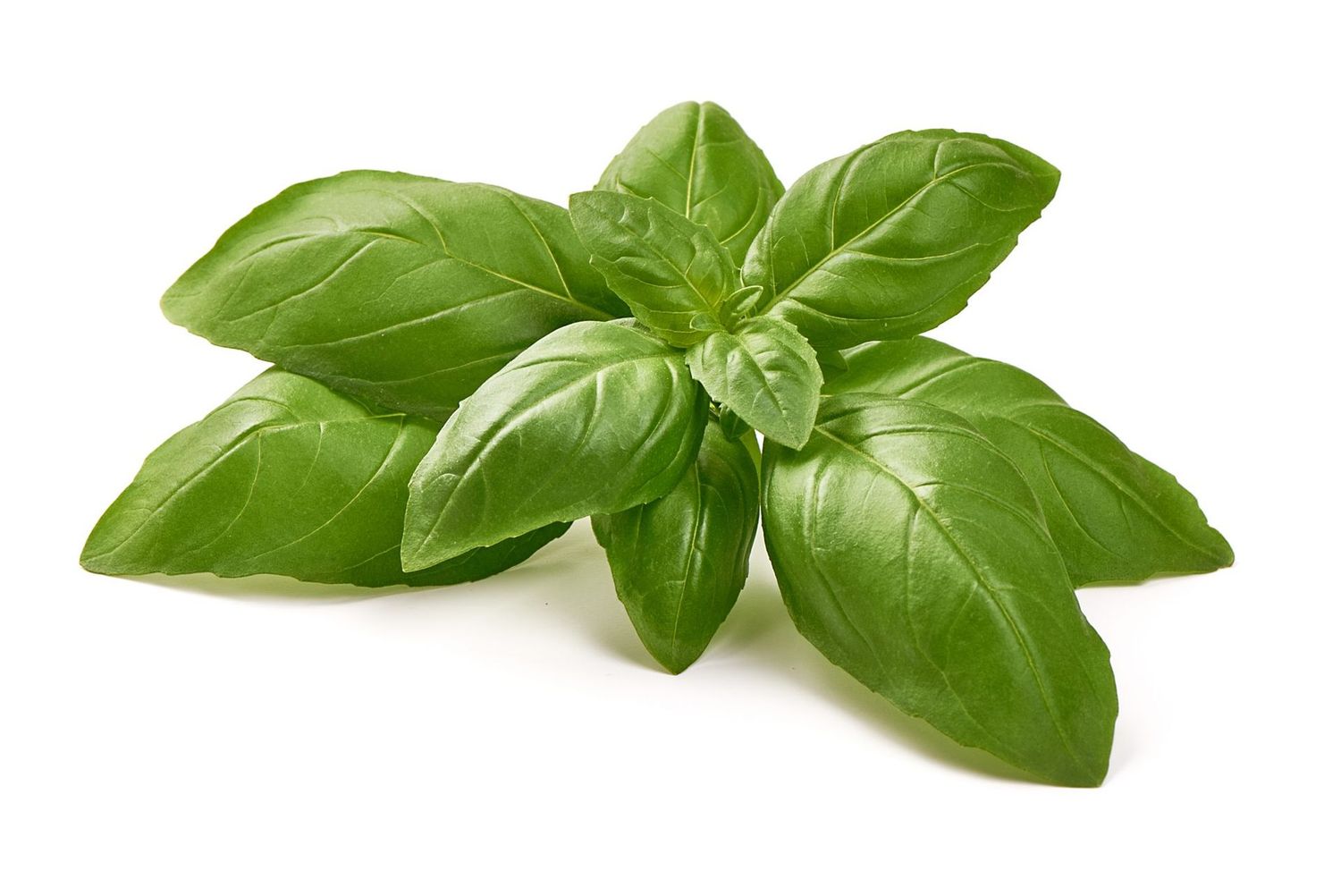 Basil Infused Olive Oil