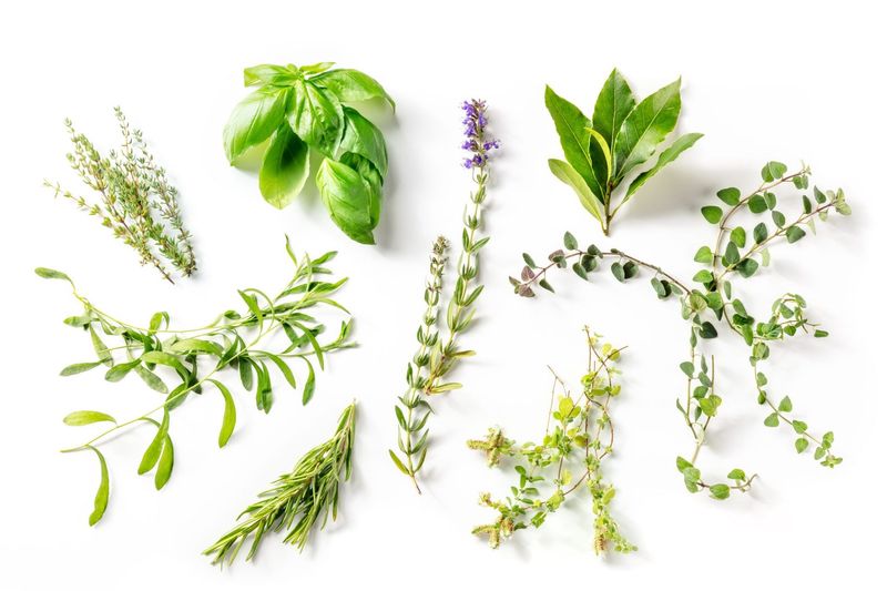 Herbs de Province Infused Olive Oil