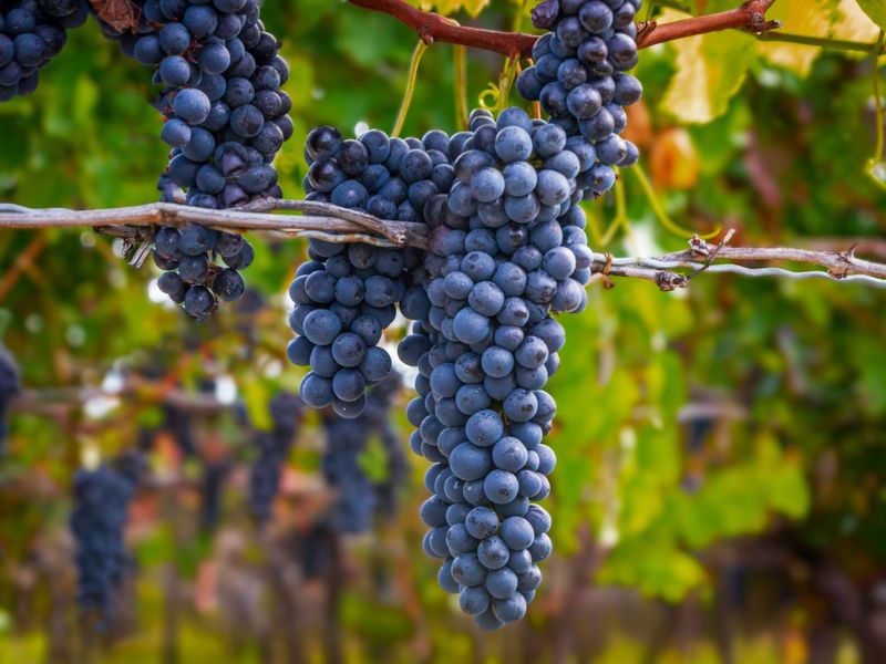Organic Balsamic Vinegar