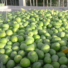 EVOO