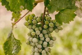 White Balsmics Vinegar Aged 12+ Years