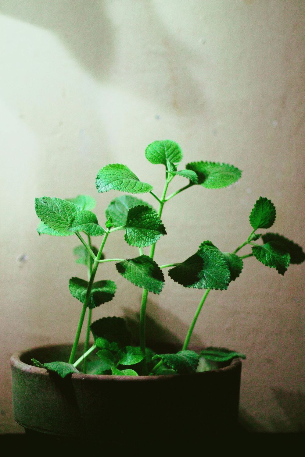 Oregano Olive Oil