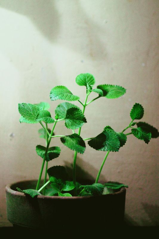 Oregano Olive Oil