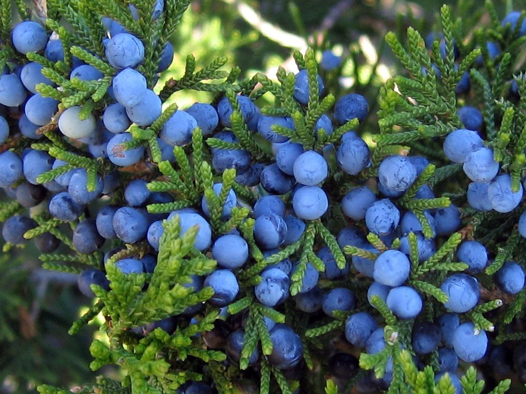 Juniper Berry Dark Balsamic Vinegar