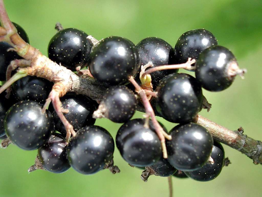 Black Currant Dark Balsamic Vinegar