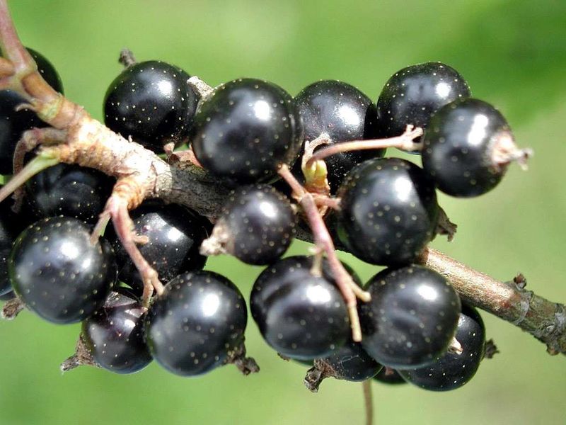 Black Currant Dark Balsamic Vinegar