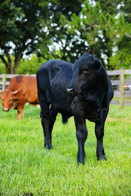 Cattle Pre-Orders