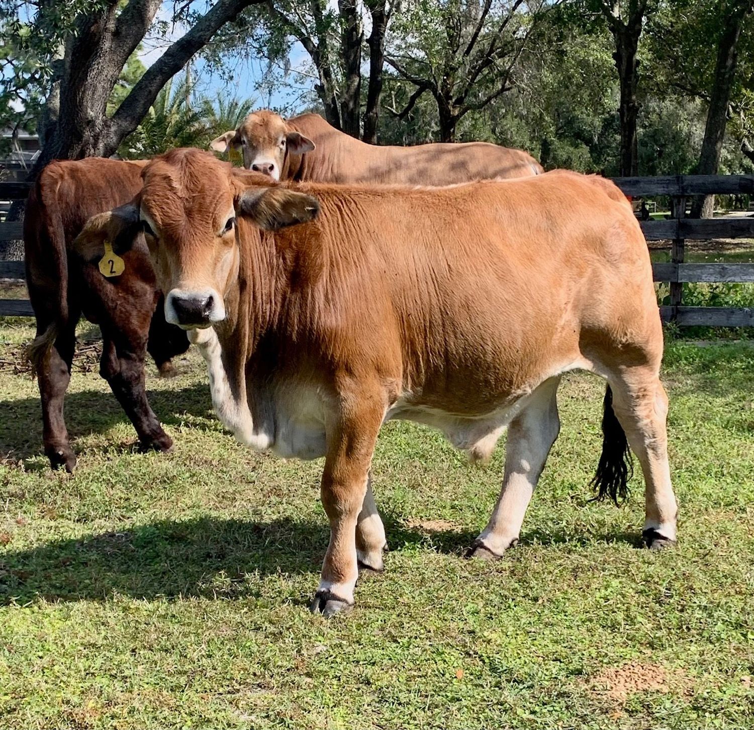 Hogan Grass Fed / Grain Finished Fall 2026 Hogan Grass Fed / Grain Finished Fall 2026