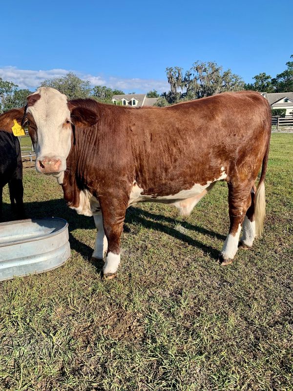 Moolah. Grass Fed / Grain Finished (Spring 2026)