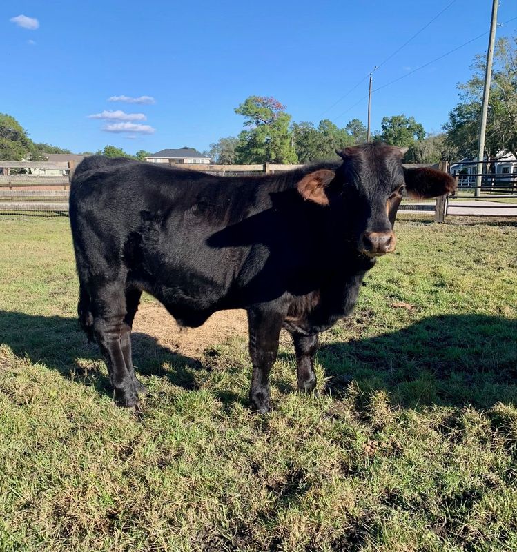 Heavy D. Grass Fed / Grass Finished (Spring 2027)