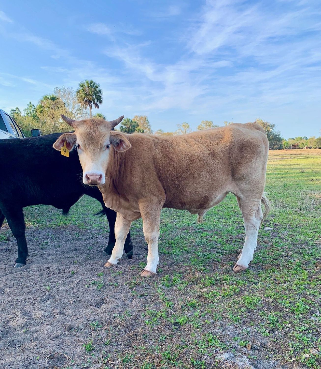 Nine Ball. Grass Fed / Grain Finished. (Winter 2026)