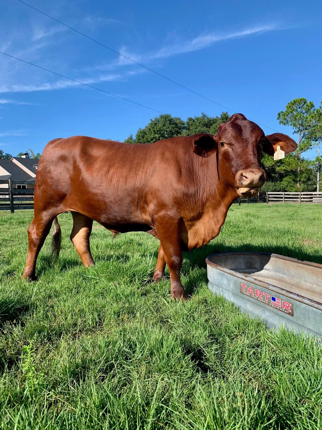 Tex. Grass Fed / Grain Finished Winter 2027