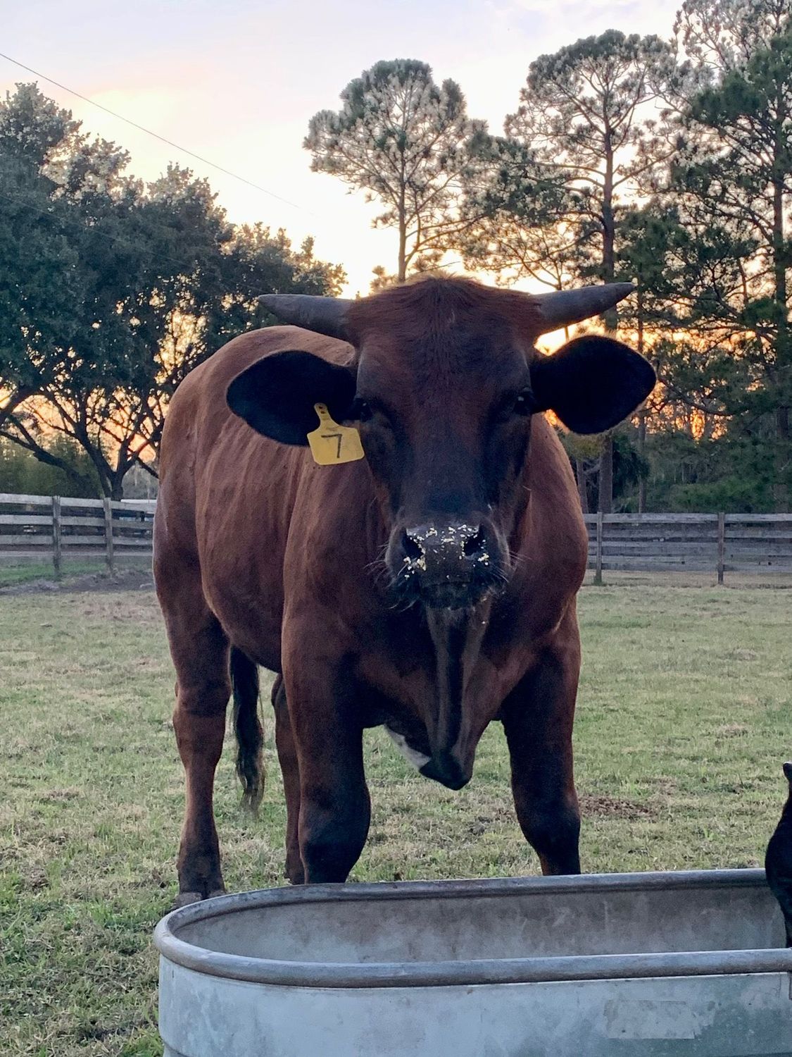 Sancho. Grass Fed / Grain Finished (Summer 2026)