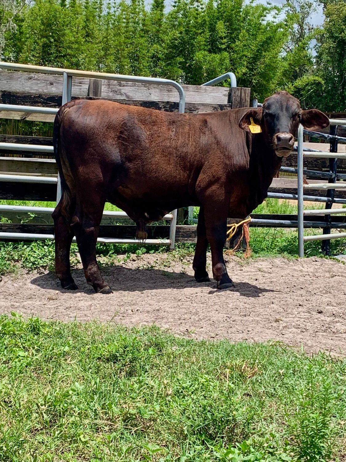 Diesel. Grass Fed / Grain Finished (Summer 2026)