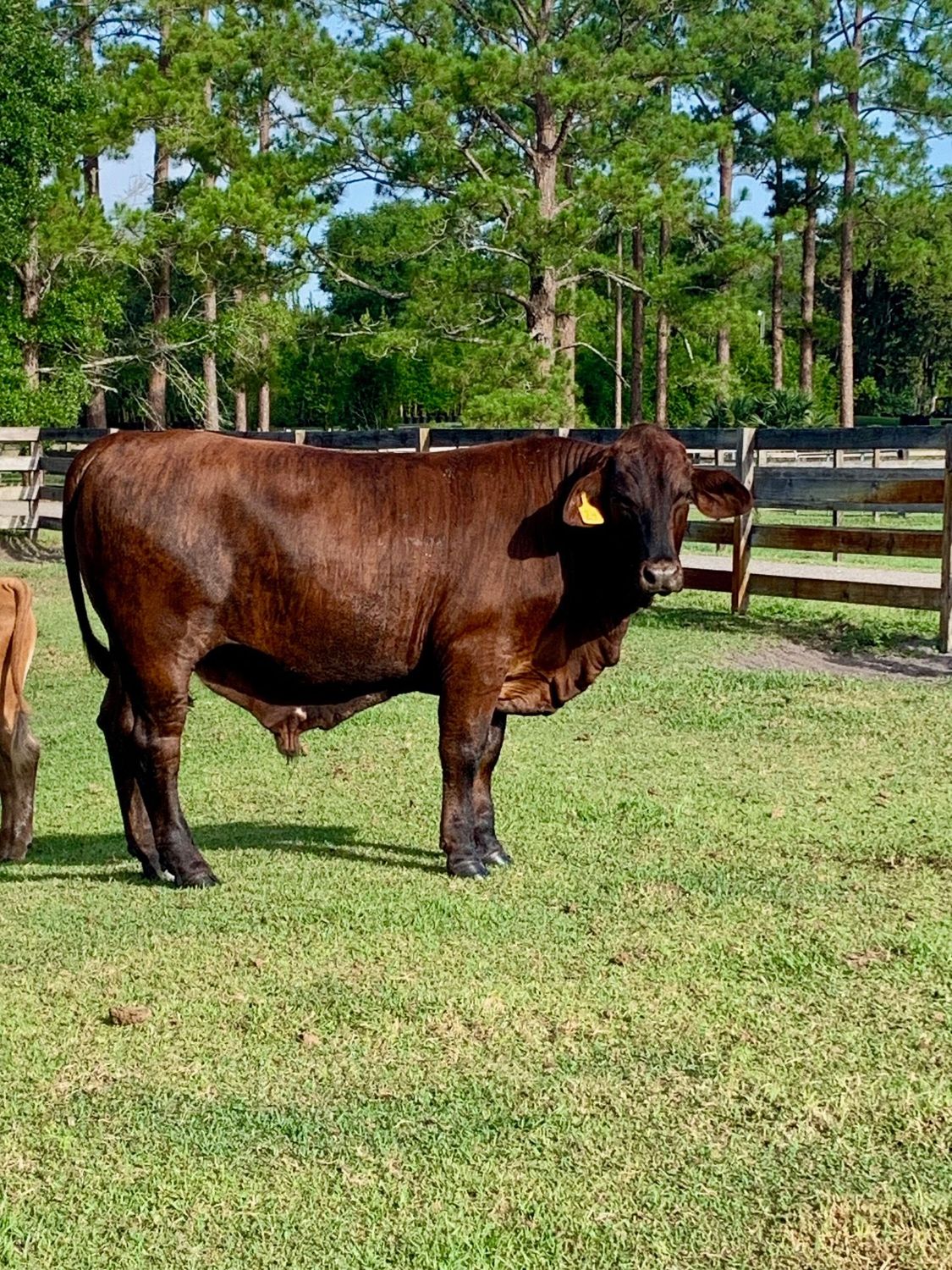 Diesel. Grass Fed / Grain Finished (Summer 2026)
