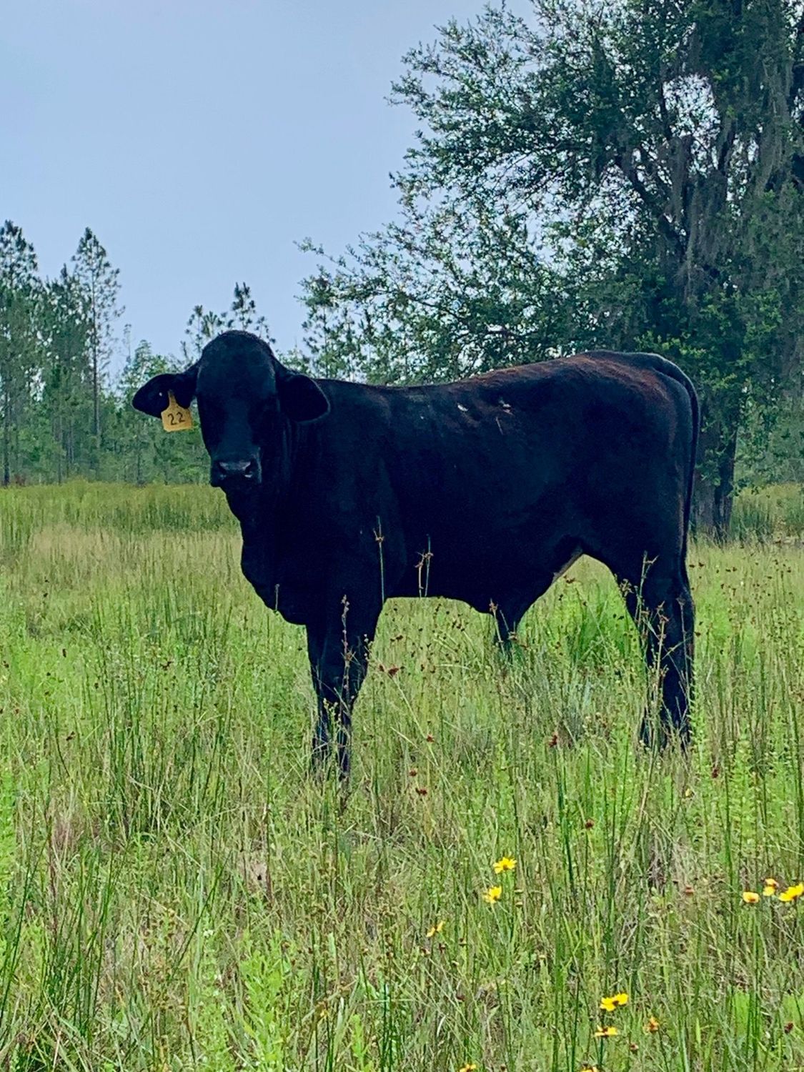 Skoal. Grass Fed / Grass Finished (Spring 2027)