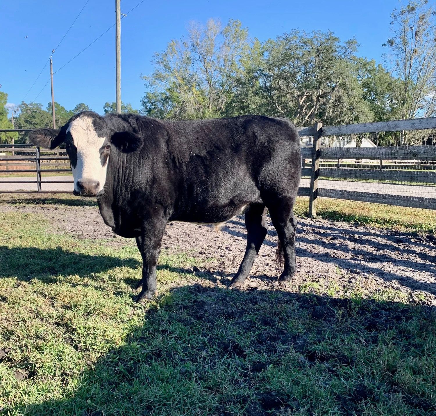 Bono. Grass Fed / Grass Finished (Spring 2026)