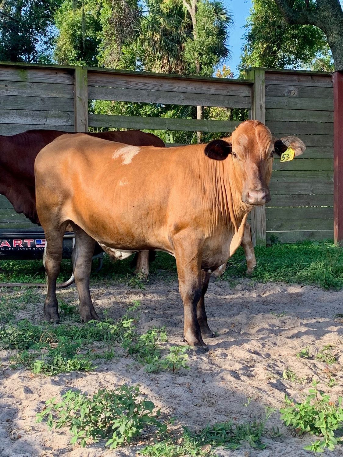Smoke. Grass Fed / Grass Finished (Spring 2027)