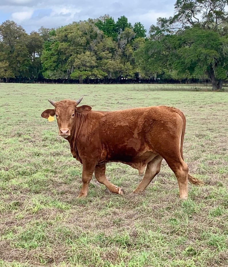 Samson Grass Fed / Grain Finished (Fall 2026)