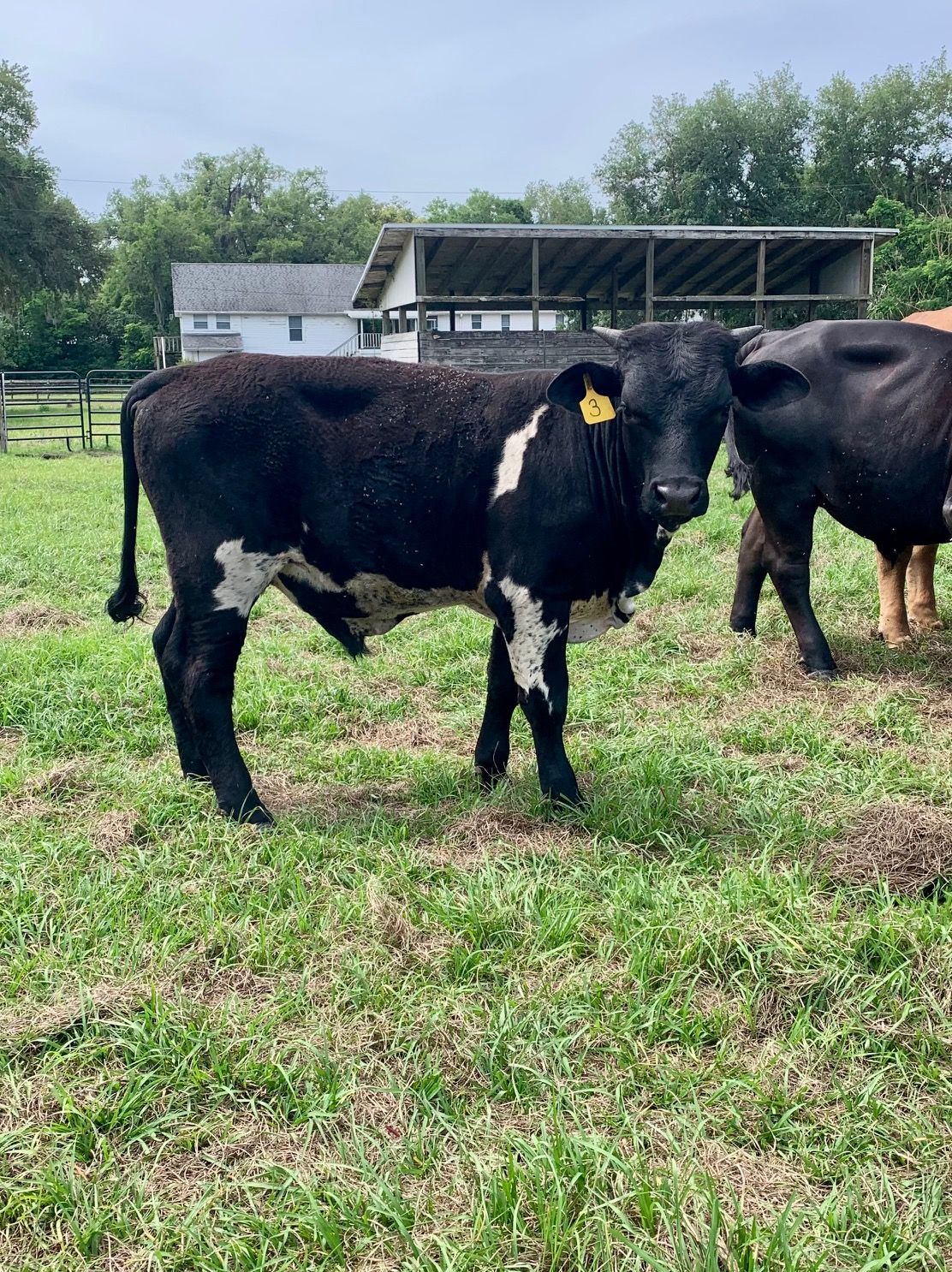 Tubbs Grass Fed / Grain Finished (Summer 2027)