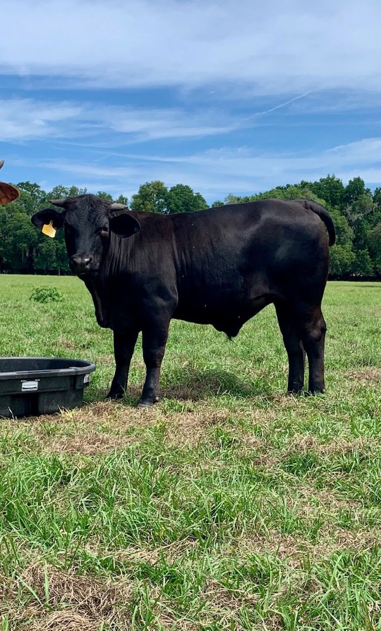 Mr T Grass Fed / Grain Finished (Summer 2026)