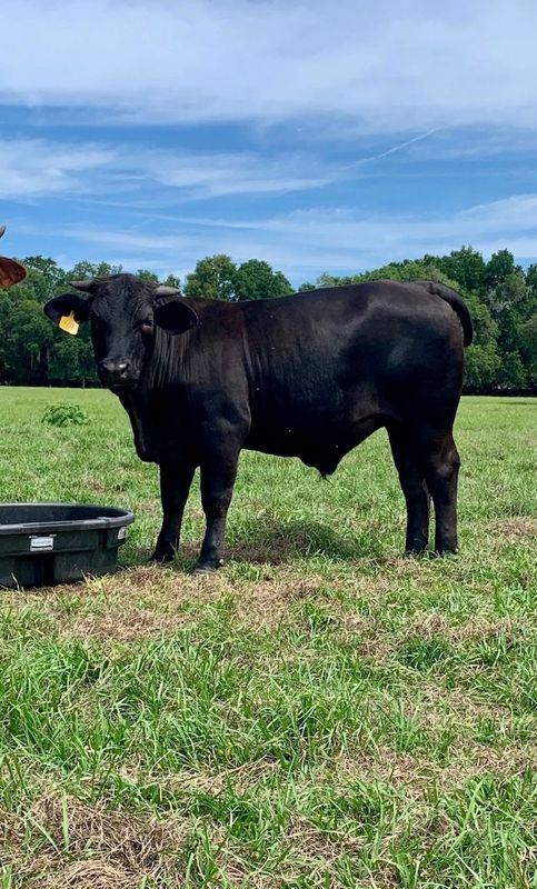 Mr T Grass Fed / Grain Finished (Summer 2026)