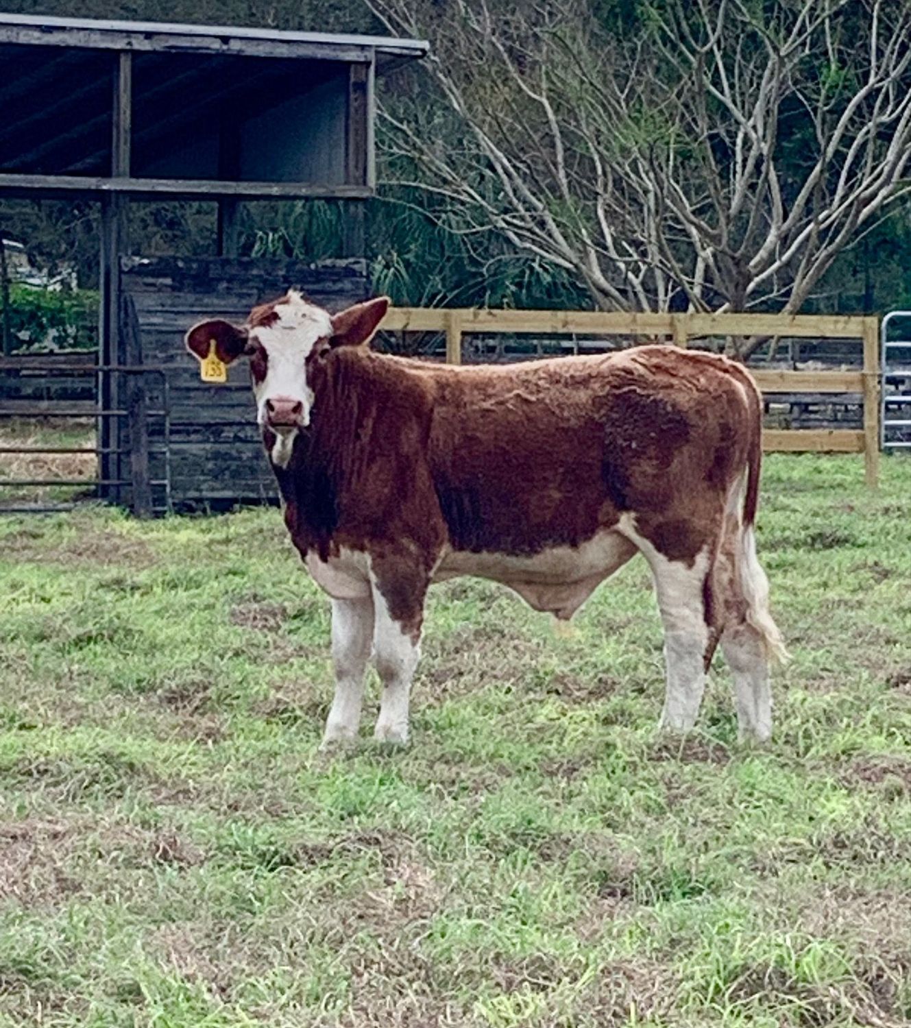 Crockett Grass Fed / Grain Finished (Summer 2027)