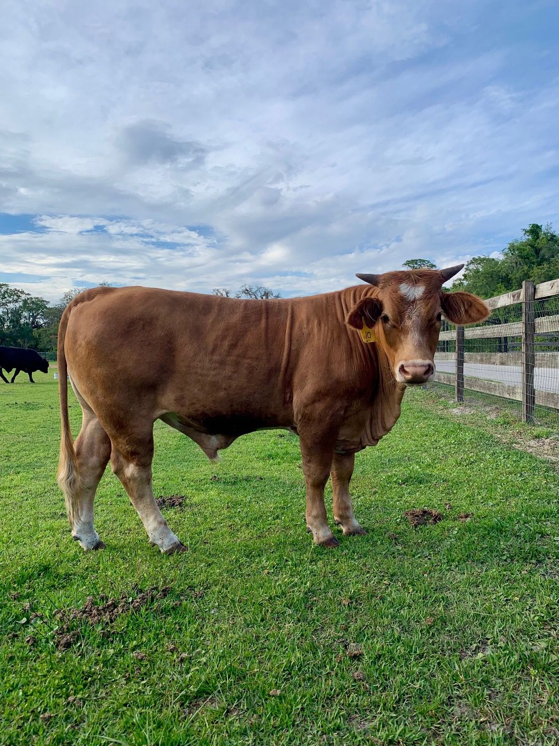 Deuce Bigalow Grass Fed / Grain Finished (Spring 2027)