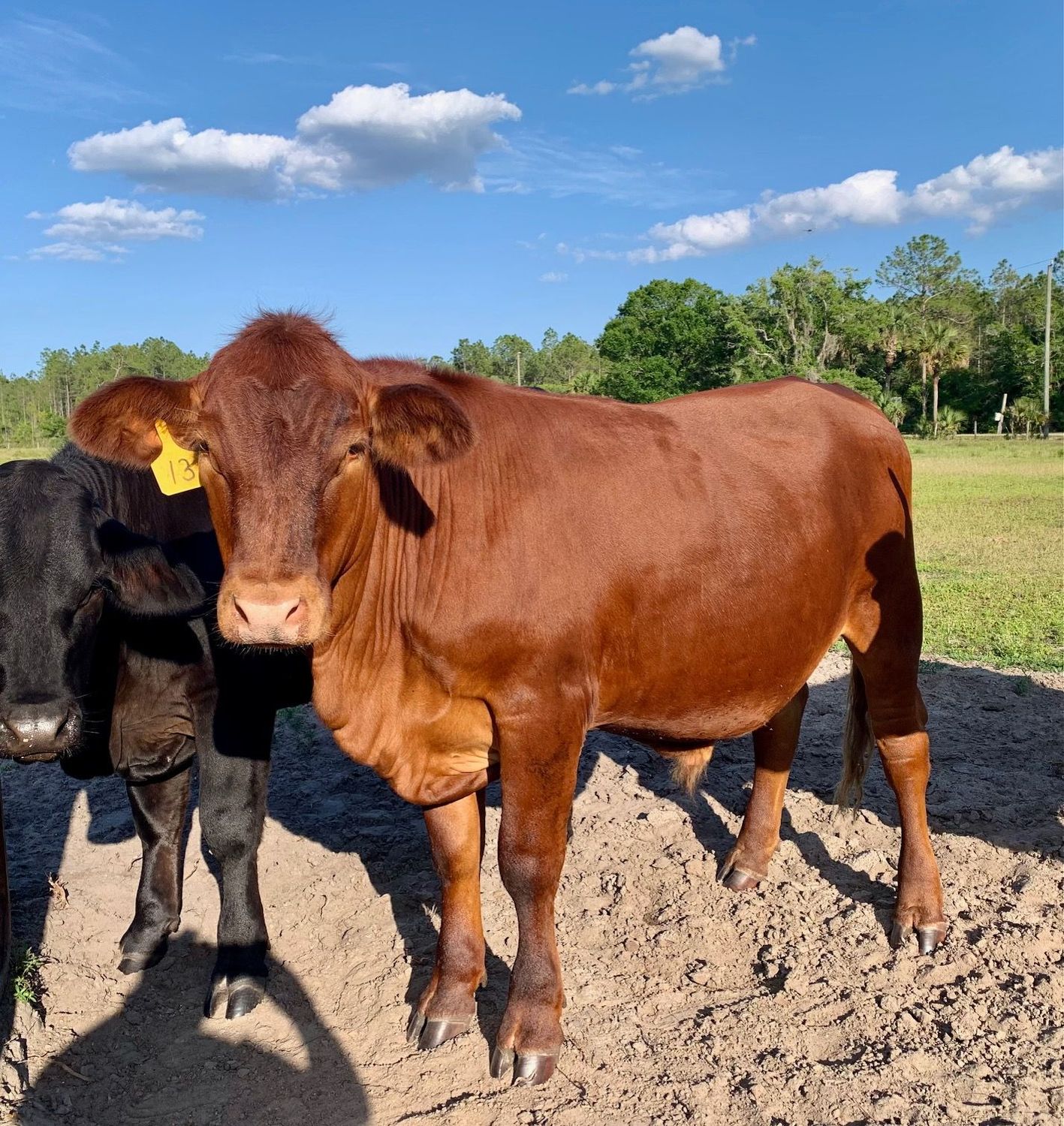 Ole Red Grass Fed / Grain Finished (Fall 2026)