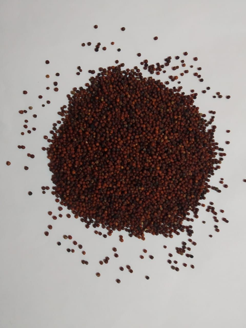 Ragi or Finger Millet