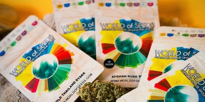 World of Seeds Afghan Kush X Black Domina | Indica | 7pk ♀